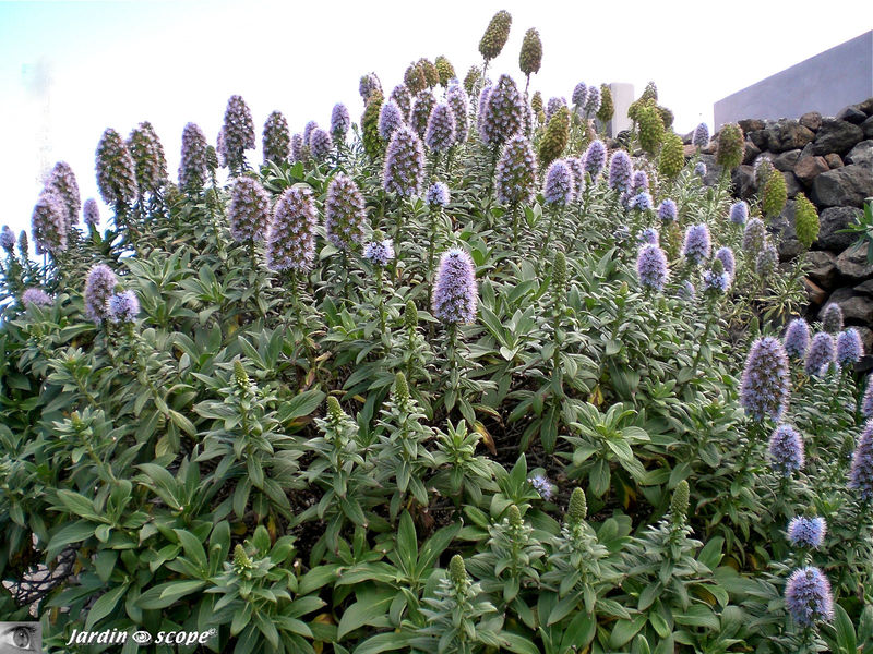 8801-Echium-Viperine