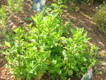 Fraises___la_menthe_du_jardin_et___la_chantilly_menthol_e_018