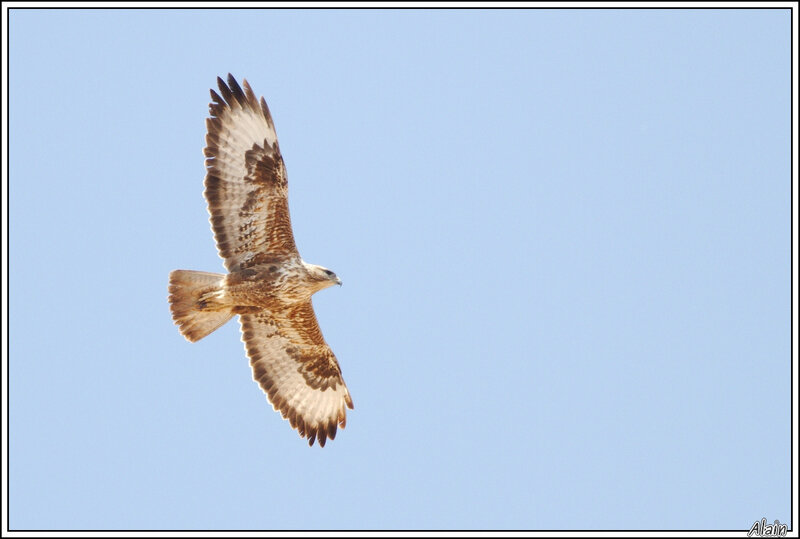 Buse variable