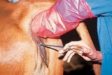 Cheval 1