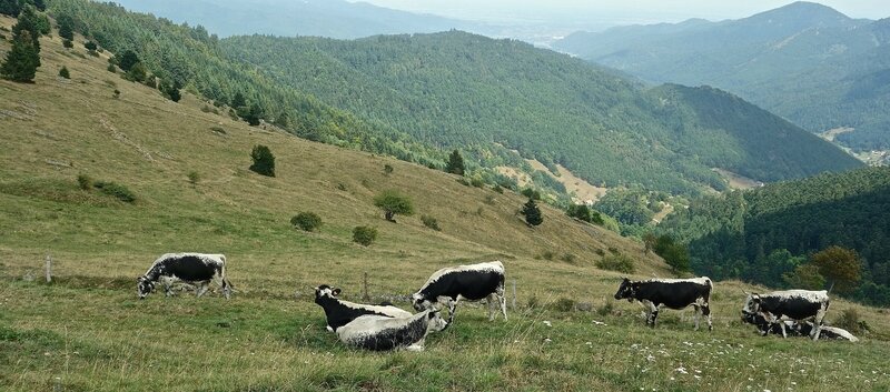 la Vosgienne au Lameysberg