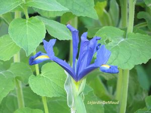 Iris des fleuristes_2012_1