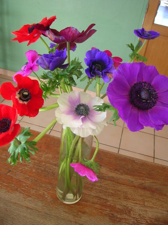 ANEMONES__1_