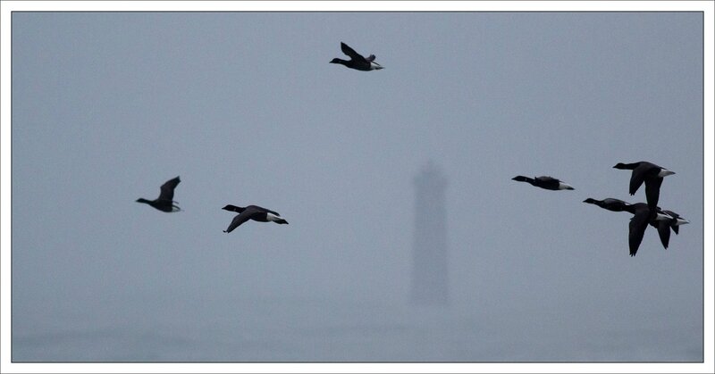 Ré phare oies pluie 201215 2