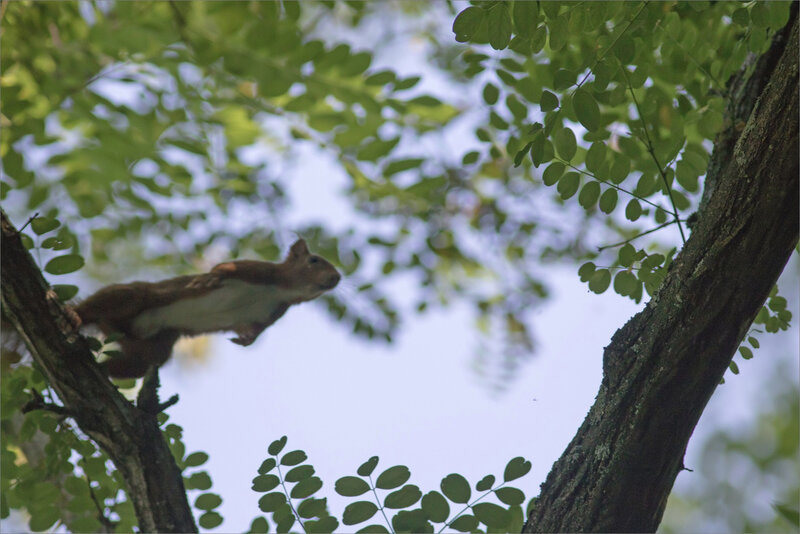 ville écureuil saut 07072019