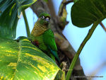 conure_de_vieillot__10_