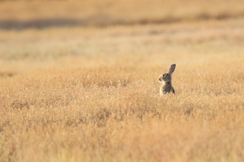 Lapin de garenne-2