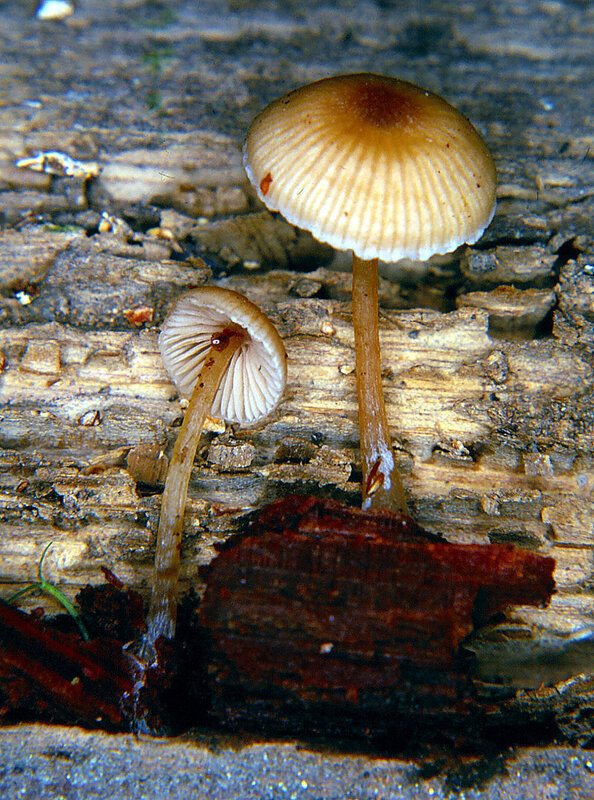 Entoloma bispora 1994 0430_0006