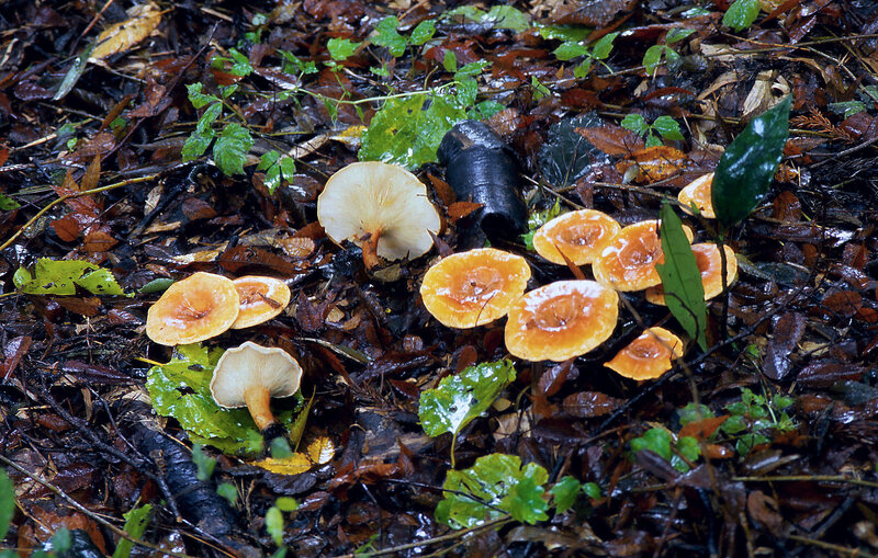 Clitocybe_acromelalga_99_11_02_1_opt2
