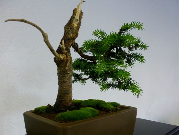 bonsai3