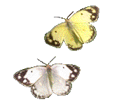 papillon06