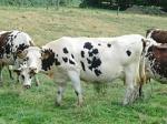 240px-Vache_normande_caille