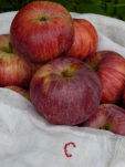 SAC_POMME_4