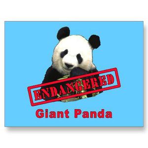 pandas en danger