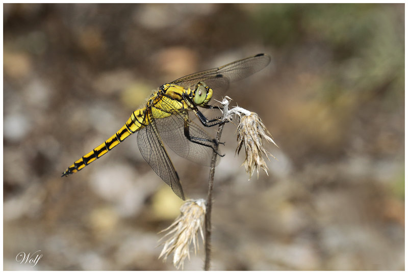 orthetrum-cancella-23-02