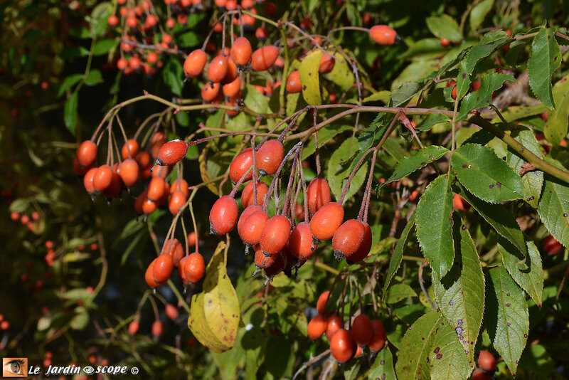 PAT_9008-Berville