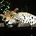 MEXIQUE - Le Jaguar fait son retour au Yucatan