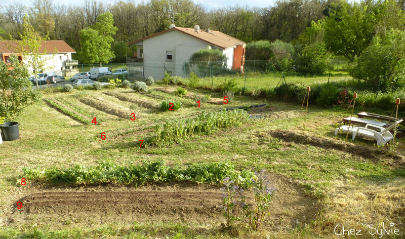 Potager 21-04-16 n°