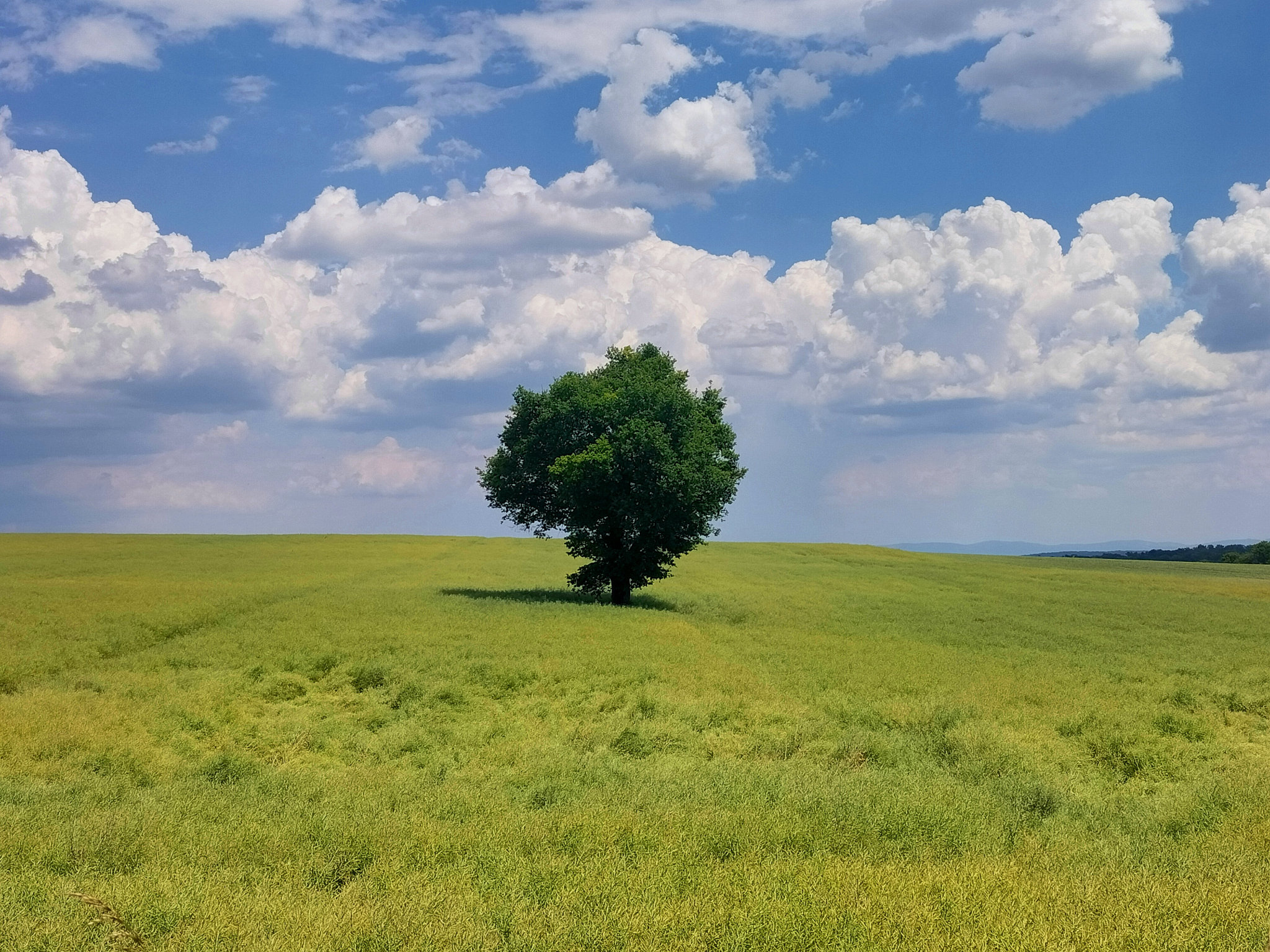 Nièvre, sur la route, arbre