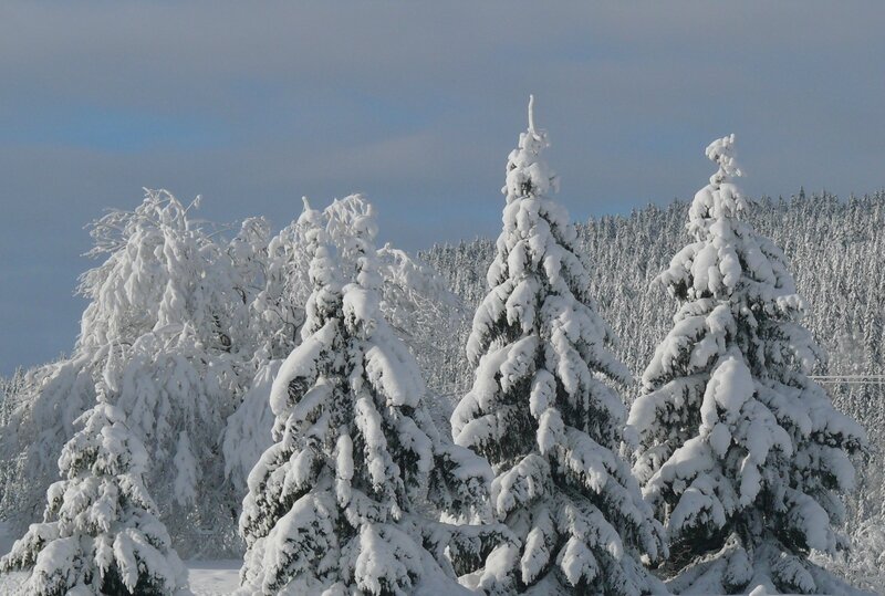 Lever de soleil sur les arbres enneigés