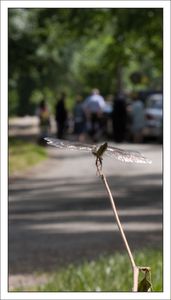 Roussille_libellule_deprim_personnes__2_GA_060610