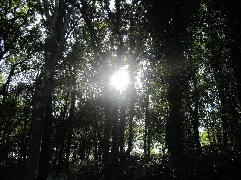 Soleil dans arbres St Kodelig