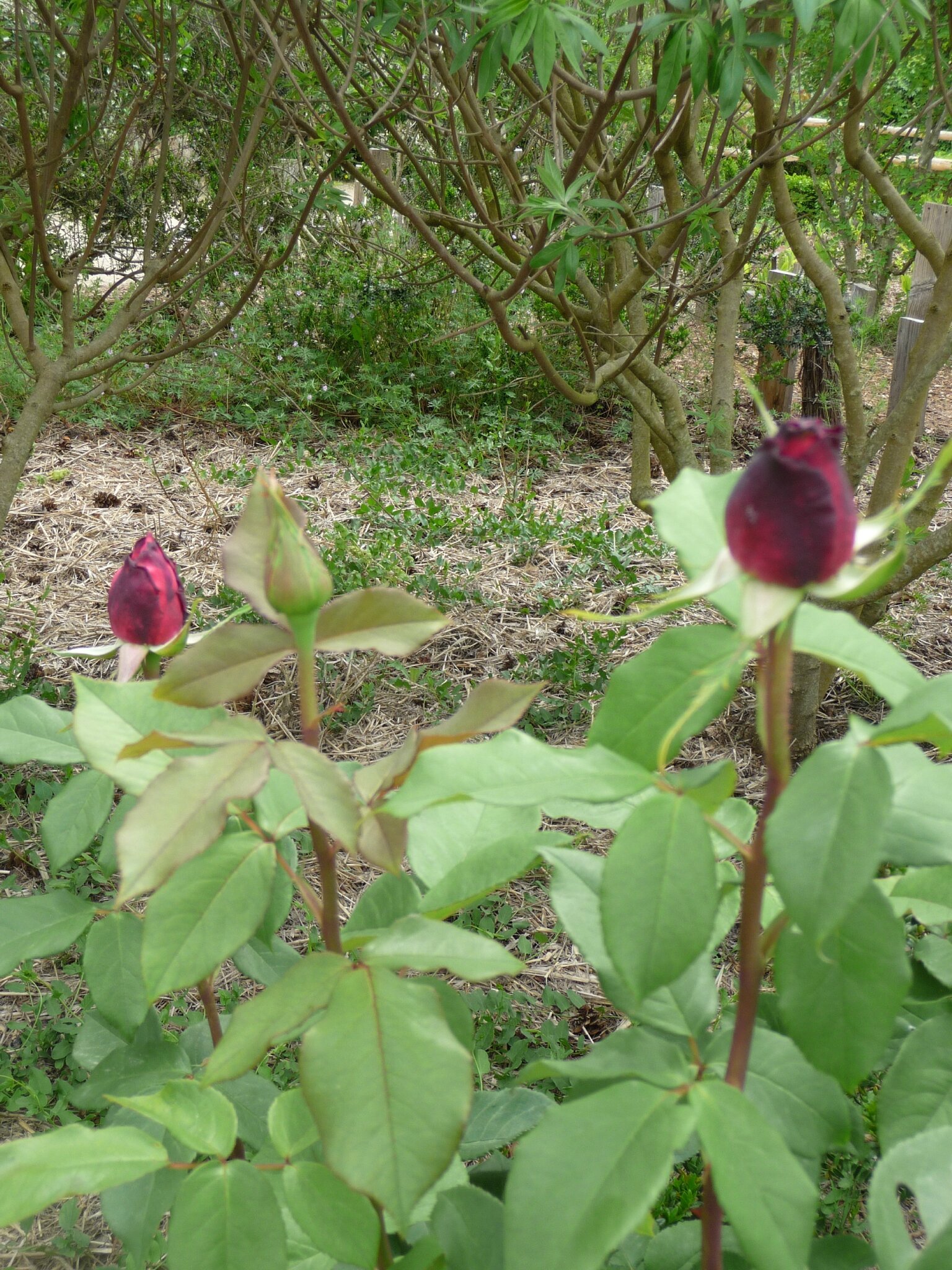 P1040235