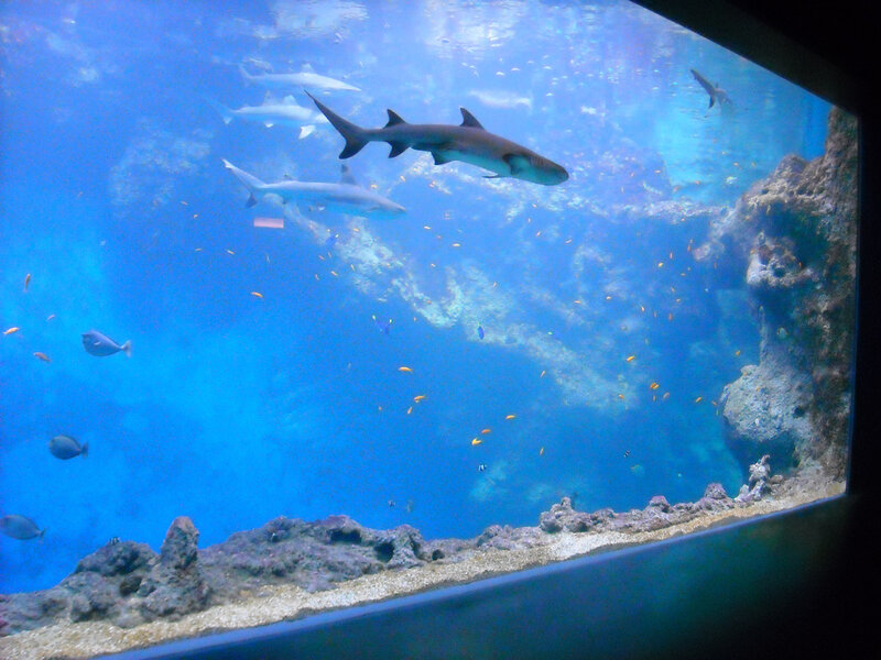 L'Aquarium de Lyon