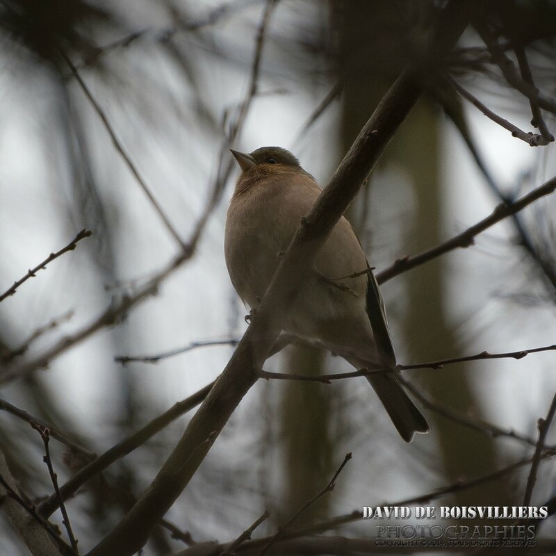 Pinson des Arbres (Fringilla Coelebs) ♂