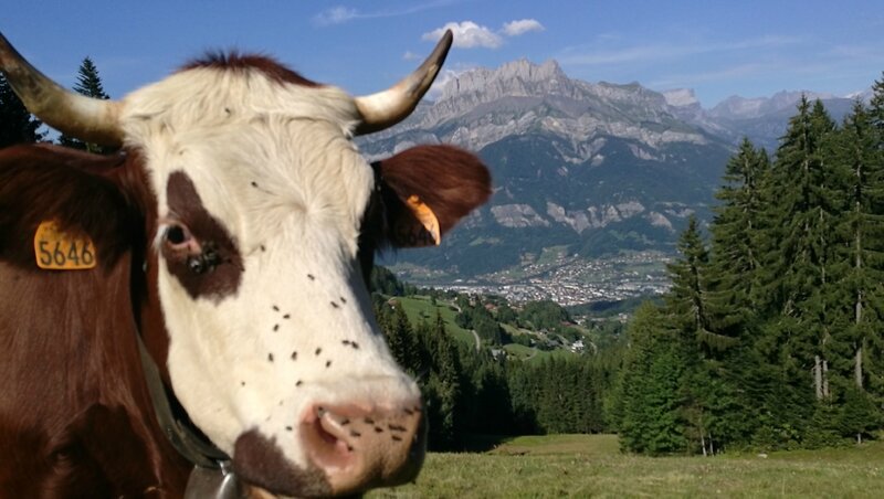 Cordon, randonnée belvédère, vache de profil