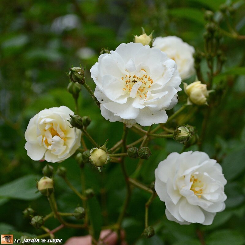 0020-Guirlande-d'Amour