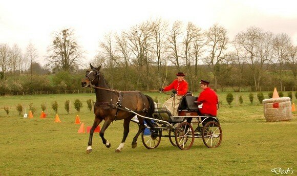 Dressage_F