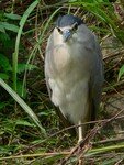 nycticorax_nycticorax_160207_222