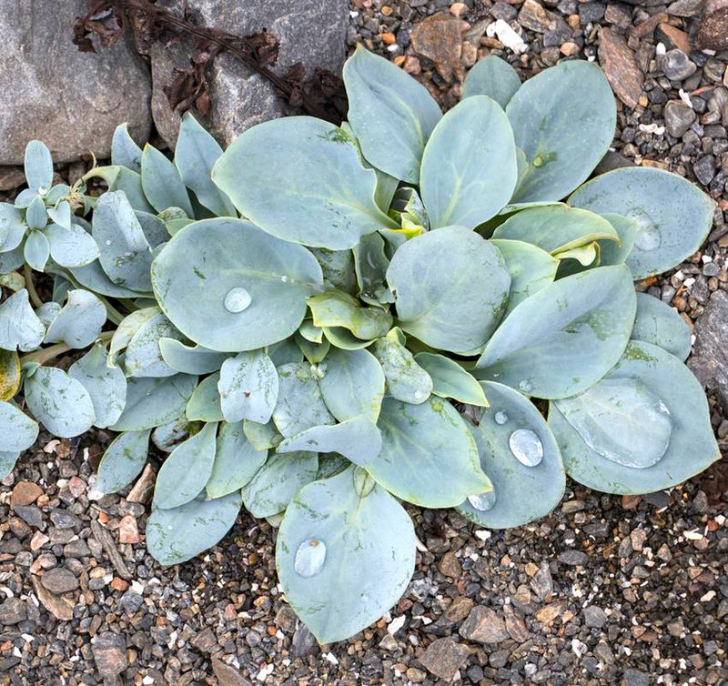 Mertensia-maritima