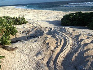 traces_tortue
