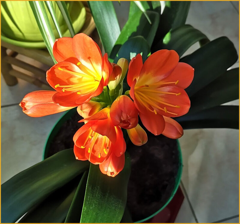 clivia2021-2