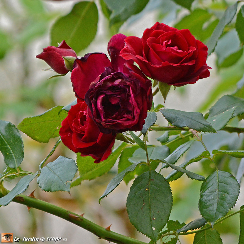 Rosa-Red-Parfum-3