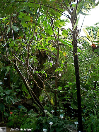 CIMG1411_Foret_tropicale