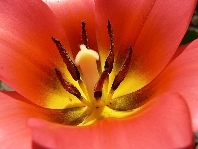tulipe