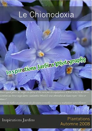 Chionodoxiawtmk0000