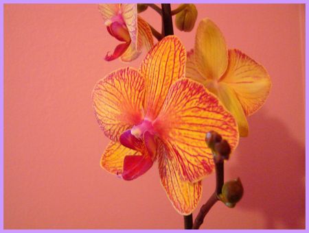 orchidee_i
