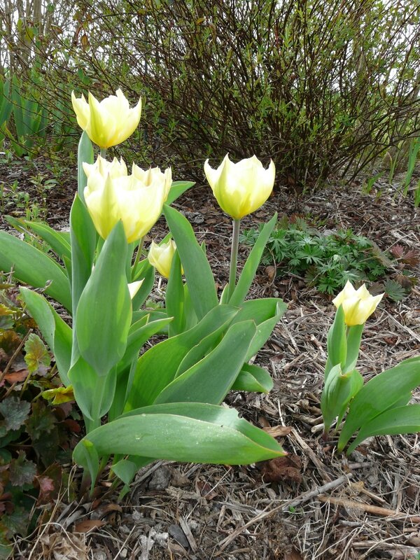 04 - Tulipes forteriana sweethear (1)