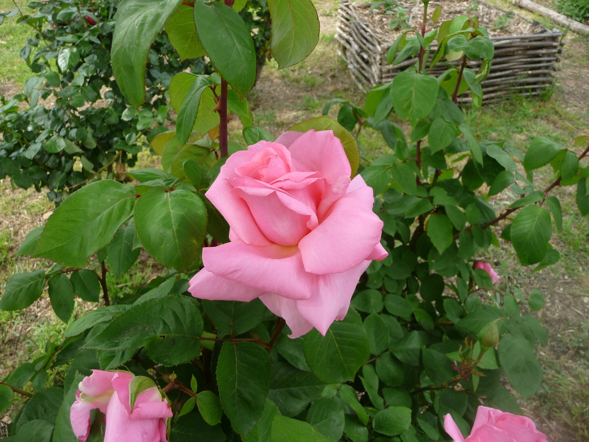 P1040249