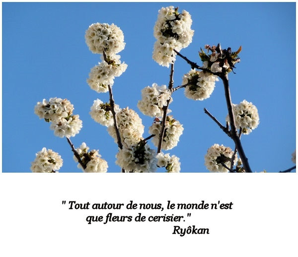 cerisier
