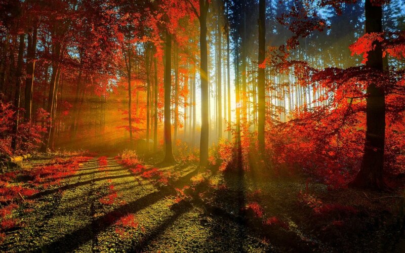 autumn_red_forest-wide