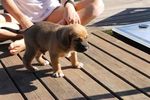 chiot IMG_1485