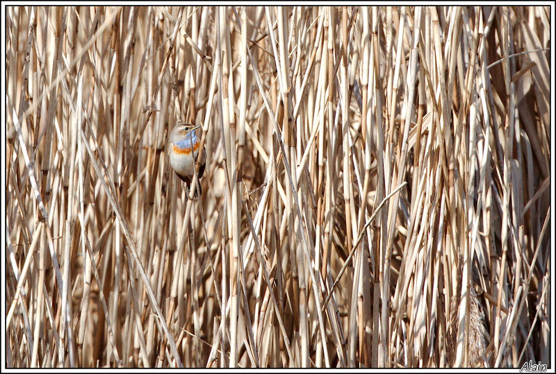 Gorgebleue à miroir