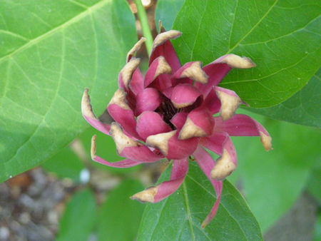 calycanthus_occidentalis_am