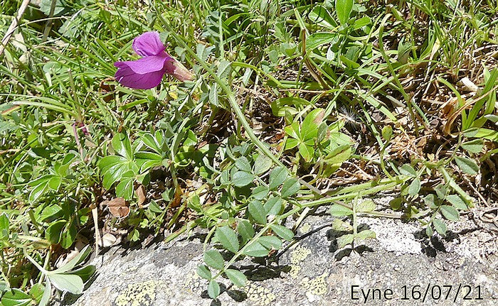 Vicia pyrenaica