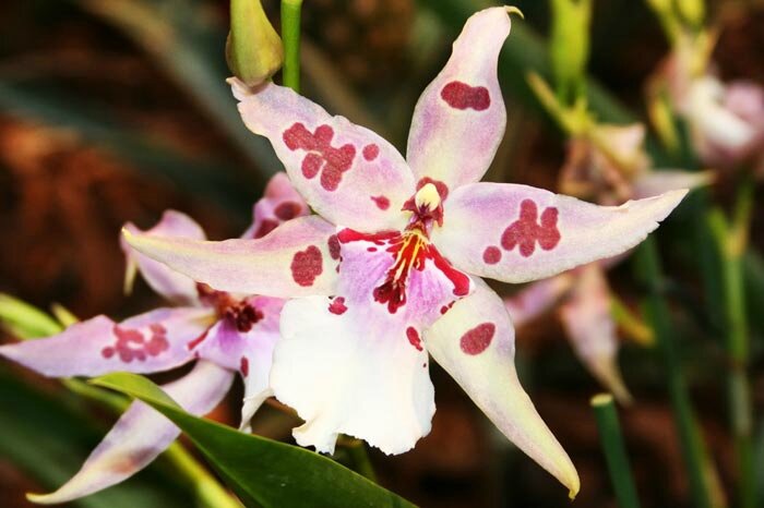 orchidees-menton